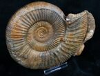 Wide Perisphinctes Ammonite - Germany #9703-1